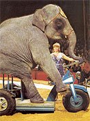 elefant-faehrt-fahrrad.jpg
