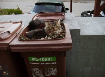 Katze in der Bio -Tonne 003.JPG