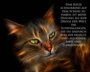 Eine_Katze.jpg