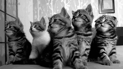 kittens.gif