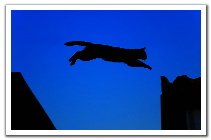 0507180602341catjump_t.jpg