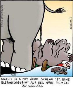 Elefantengeburt.jpg