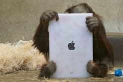 Affe-mit-iPad2.jpg Affe-mit-iPad2.jpg
