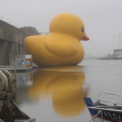 gummiente.jpg