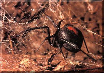 redback.jpg