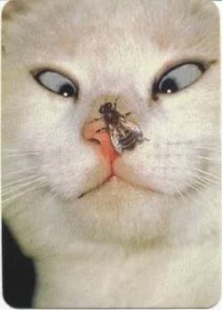 katz.jpg
