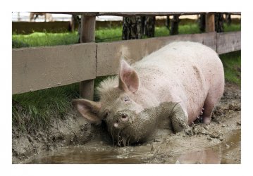 mastschwein2.jpg