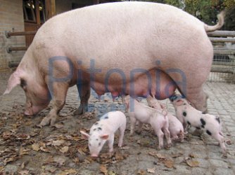 mastschwein.jpg