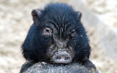haengebauchschwein1.jpg