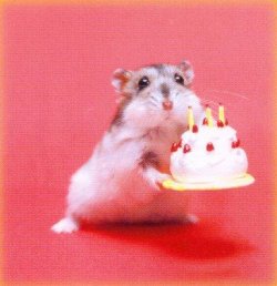 hamster_cake.jpg