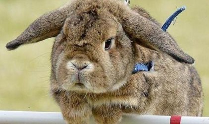 badbunny5.jpg