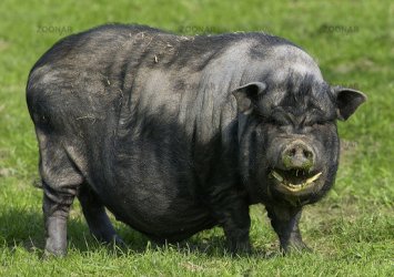 haengebauchschwein2.jpg