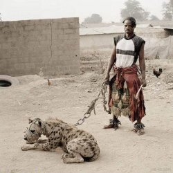 AfricanPitBull.jpg