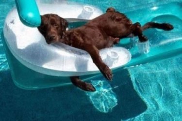 Chilliger Hund.jpg