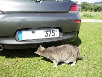 Z 4 mit Mischa 9.6.13 013.JPG