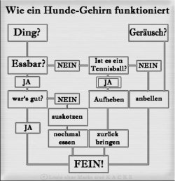 Hundegehirn.jpg