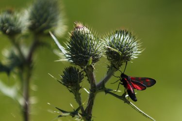 IMG_0192-käfer.jpg