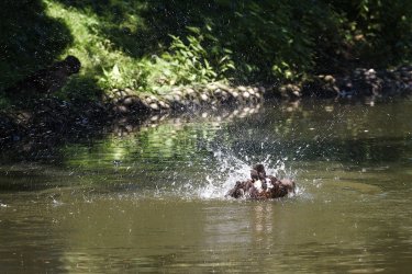 comp_IMG_0180-zoo.jpg