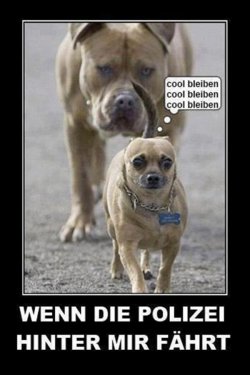 pitbull-polizei.jpg