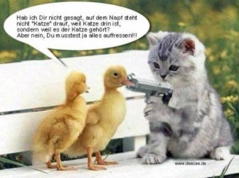 Katze.jpg
