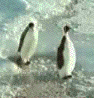 penguin.gif