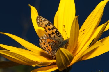 IMG_0268-schmetterling.jpg