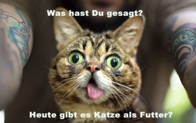 Katze 1.jpg