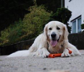 Hund.jpg