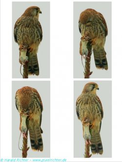 Collage Falke Maus-k.jpg
