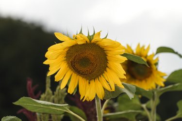comp_IMG_0113.jpg