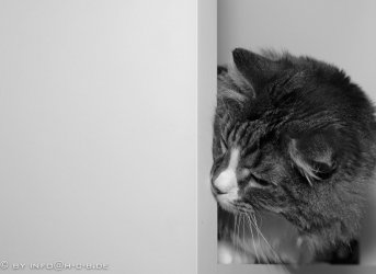 2009.02.20-09.14.46a.jpg