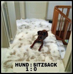Hund 1   Sitzsack Nullllll.jpg