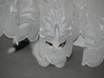 Talibankatze.jpg
