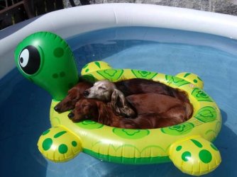 Dogs_1.jpg
