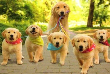 Dogs_2.jpg