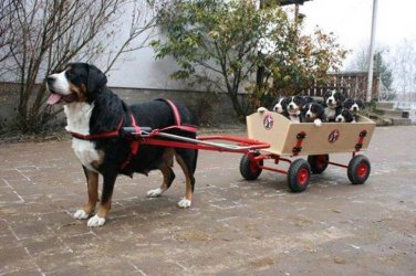 Dogs_4.jpg