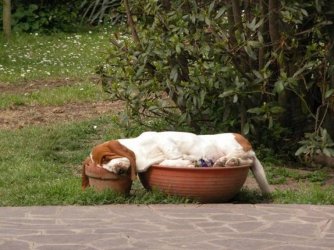 Dogs_5.jpg