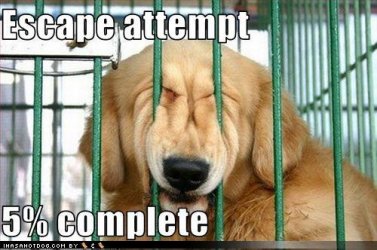 Dogs_6.jpg