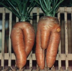Mr. and Mrs. Carrot_1.jpg
