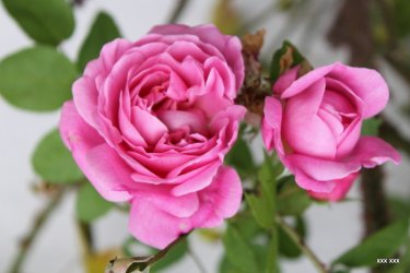 1-1-IMG_0263.JPG