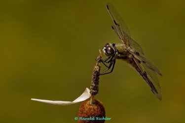 IMG_7490-k.jpg
