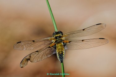 IMG_7202_DxO.jpg