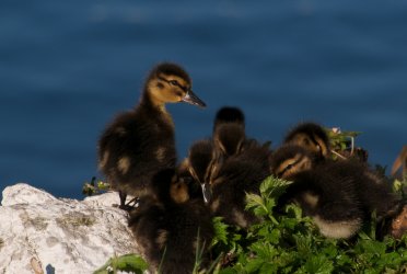 DSC_0868.jpg
