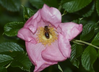DSC_1062.jpg