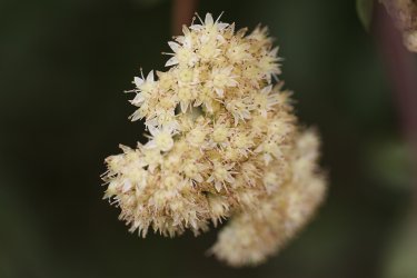 Blume-14.jpg