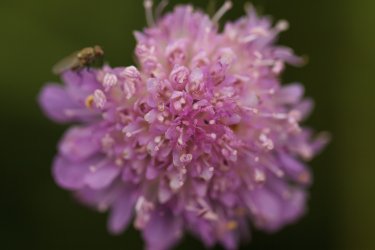 Blume-15.jpg