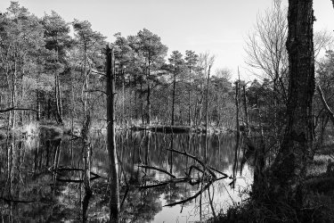 comp_IMG_0020-bw.jpg