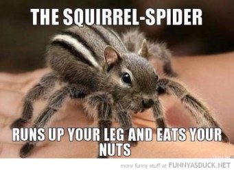 squirrelspider.jpg