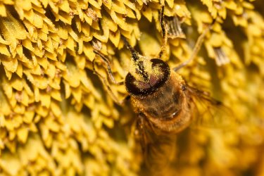 comp_IMG_0065-hummel-2.jpg