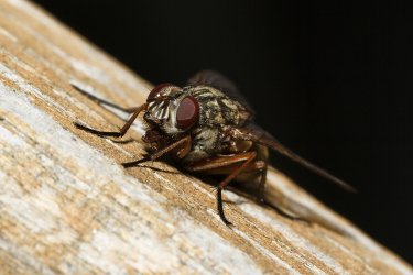 comp_IMG_0205-fliege.jpg